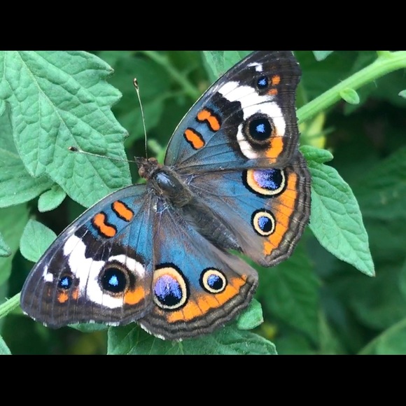 Meet your Posher, Caren - Picture 2 of 4